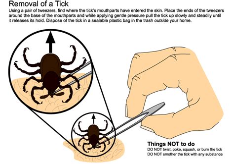 Ticks Public Health And Medical Entomology Purdue Biology