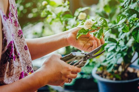 Grow More Plants From Cuttings With These Must Know Tricks Better