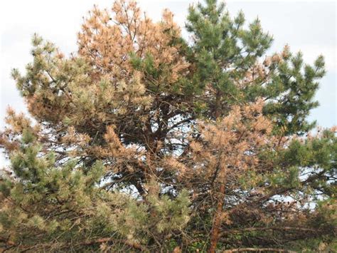 Pine Wilt Pinewood Nematode Of Needled Evergreens