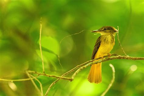 Amazonian Royal Flycatcher Pictures Az Animals