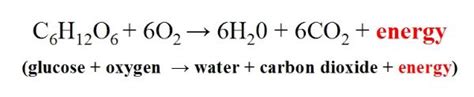 Carbon dioxide, water, and atp. Respiration