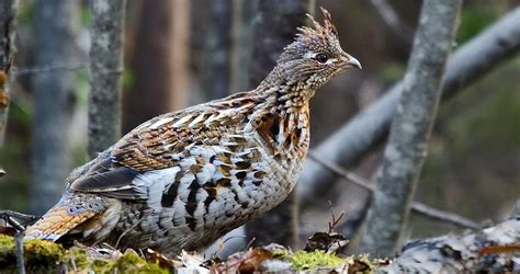 Ruffed Grouse Life History All About Birds Cornell Lab Of Ornithology