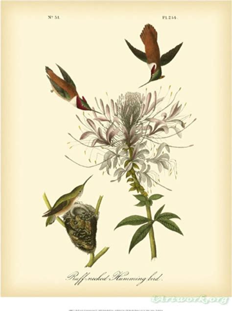 John James Audubon Ruff Neck Hummingbird Painting