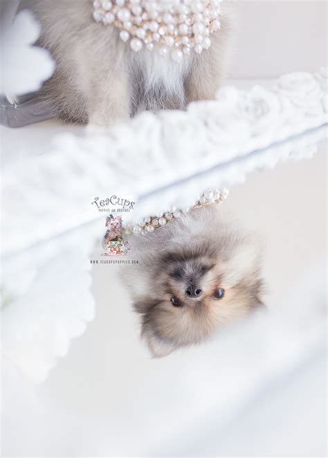 Buy and sell on gumtree australia today! Pomeranians for Sale in Florida | Teacups, Puppies & Boutique