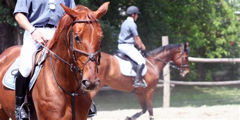 How To Hold Horse Reins Correctly English And Western Riders