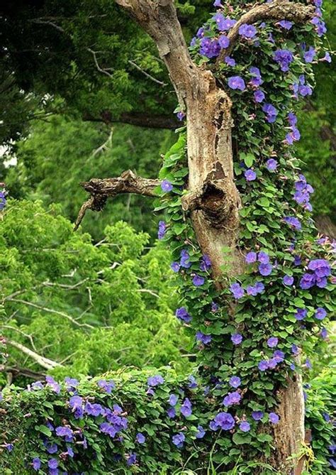 Growing clematis up a tree. Clematis growing up a snag - a perfect reason to leave at ...