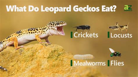 Leopard Gecko Food What Do Leopard Geckos Eat A Z Animals
