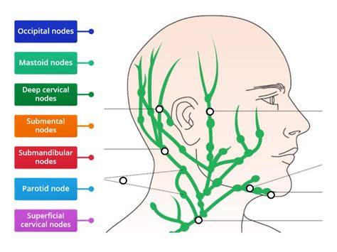 Lymph Nodes In The Head And Neck Labelled Diagram