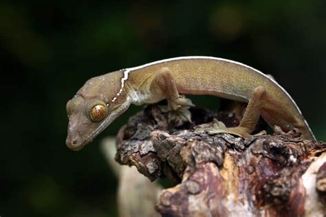 17 Types Of Geckos Our Favorite Pet Species 2023
