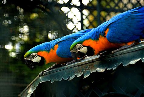 Free Images Nature Bird Wing Beak Blue Fauna Lorikeet Macaw