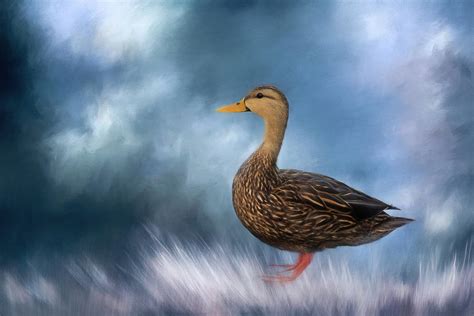 Female Mallard Duck Photograph By Kim Hojnacki Fine Art America