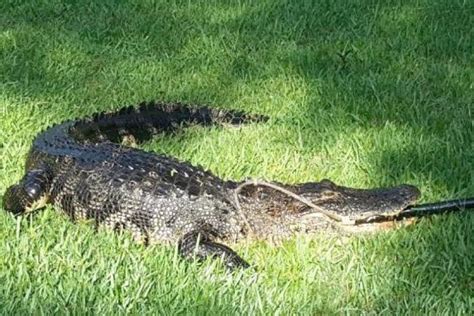Watch 8 Foot Alligator Captured In Back Yard A Month After First