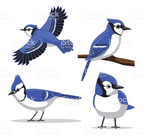 Review Of Blue Jay Bird Cartoon Ideas