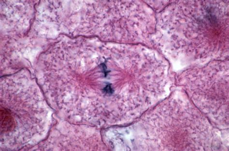 This is mitosis in whitefish blastula by gary duncan on vimeo, the home for high quality videos and the people who love them. Whitefish Cell, Metaphase, Lm Photograph by Michael Abbey