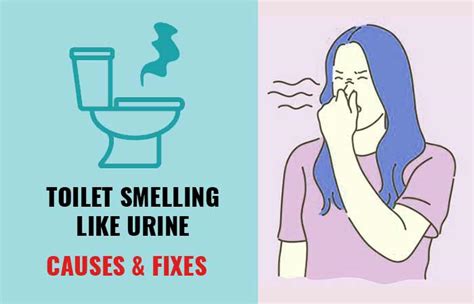 Why Does My Toilet Smell Like Urine Toiletseek