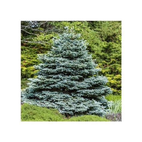Fat Albert Colorado Blue Spruce