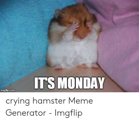 Hamster Facetime Meme Original