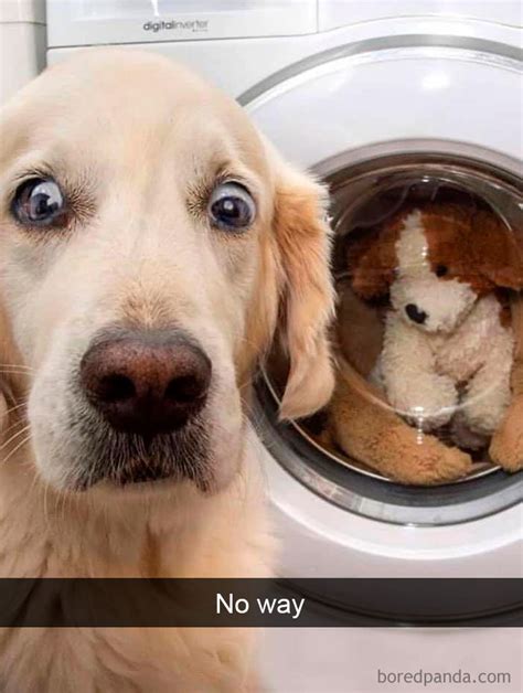 40 Funny And Cute Dog Snapchats That Will Hopefully Make Your Day