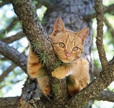 Cat In A Tree Cute Cats Kittens