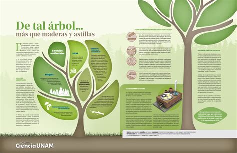 InfografÍa Recursos Forestales Servicios De La Naturaleza Ciencia Unam