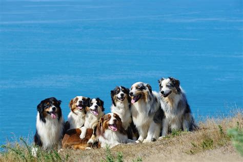 Are Australian Shepherds Good With Kids A Guide For Parents
