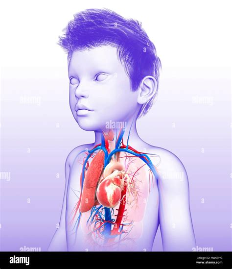 Illustration Of A Childs Heart Lung System Stock Photo Alamy