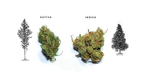 When you experience a sedative effect from indica or mental clarity from sativa, you're observing the effect of the cannabis compounds within that strain. Can You Really Tell the Difference Between Sativa and Indica?