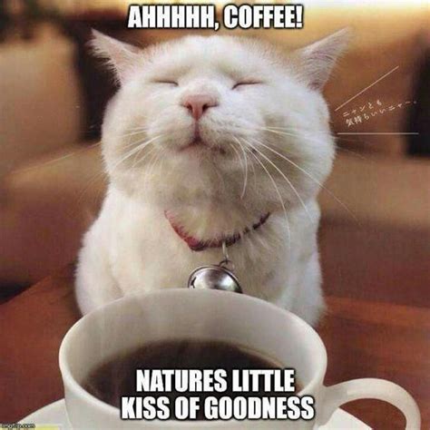 Funny Coffee Memes That Will Have You Laughing Coffee Meme Coffee