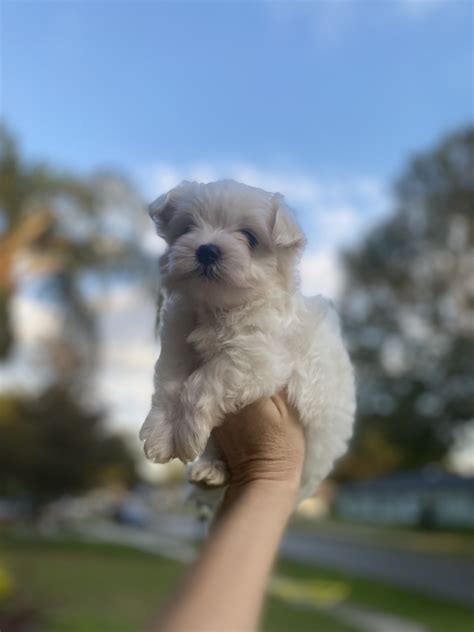 Maltese Puppies For Sale Orlando Fl 474298 Petzlover