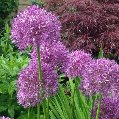 Ail D Ornement Pourpre Vente Allium Aflatunense Purple Sensation