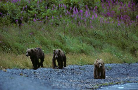 Brown Bear Ursus Arctos Middendorffi Kodiak Bear Three Young