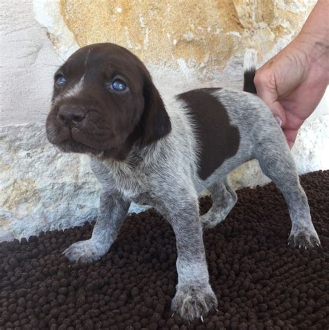 German Shorthaired Pointer Puppies For Sale Wimberley Tx 244210