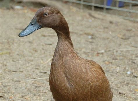 3 Good Duck Breeds For Beginners Duck Breeds Backyard Ducks