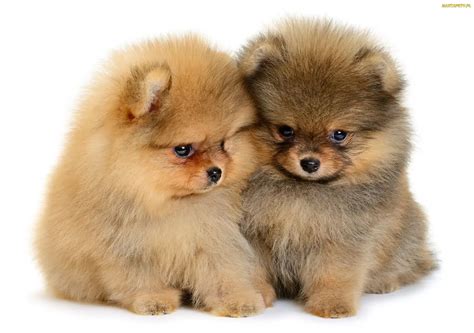 Tapety Zdjęcia Dwa Szczeniaki Szpice Miniaturowe Pomeraniany Psy