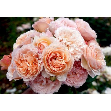 Born 25 january 1978) is the princess of monaco and a former olympic swimmer. Princess Charlene De Monaco in 2020 | Hybrid tea roses ...