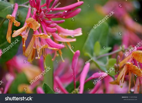 46 Honeysuckle Gold Flame Images Stock Photos And Vectors Shutterstock