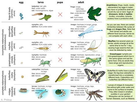 Keep your succulents healthy, happy and looking their very best. Pupal stages drosophila flies.