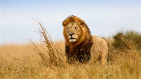 Lions Added To The Endangered Species Act In The Us Iflscience