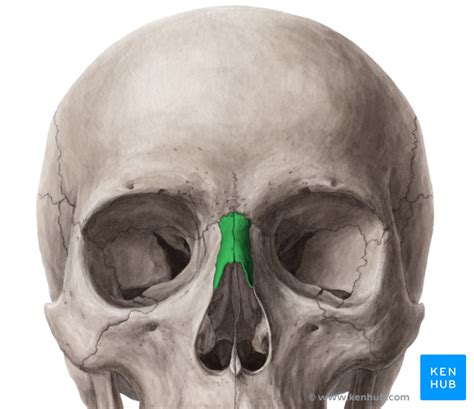 Nasal Bone Anatomy Skull Filemaxillary Sinus Skull Lateral Viewpng Wikimedia Commons