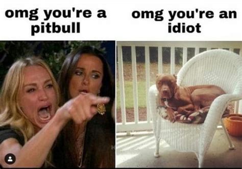 The 15 Funniest Pitbull Memes Of The Week Page 2 Of 3 Petpress
