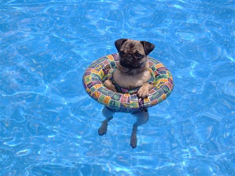 Our Pug When She Was Little Taking A Dip In The Pool Funny Dogs Funny