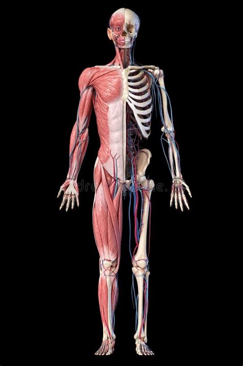 Corpo Humano Sistema Muscular Masculino Visão Traseira Ilustração Stock Ilustração De