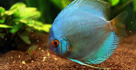 12 Types Of Blue Fish Different Aquarium Fish That Are Blue Imp World