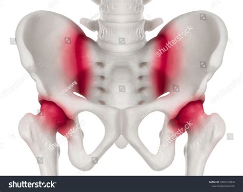 Human Pelvis Anterior View Red Highlight Stock Illustration 1082526050