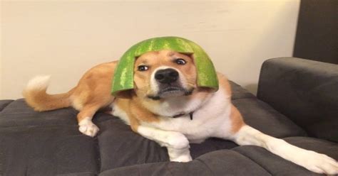 My Dog Walter Wearing A Watermelon Helmet Photoshopbattles