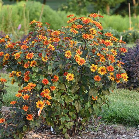 Heliopsis Bleeding Hearts Perennial Plant Sale Shipped From Grower To