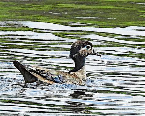Hen Wood Duck Photograph By Kathy M Krause Pixels