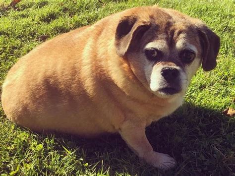 Bertha The Obese Rescue Puggle Loses Half Of Her Body Weight And
