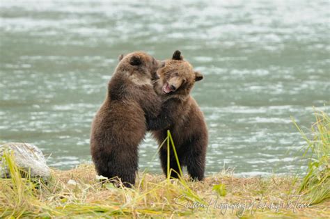 Cute Grizzly Bear Cubs Playing And Learning To Fight