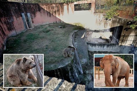 ‘worlds Worst Zoo Where Loneliest Elephant Kaavan Was Caged Is